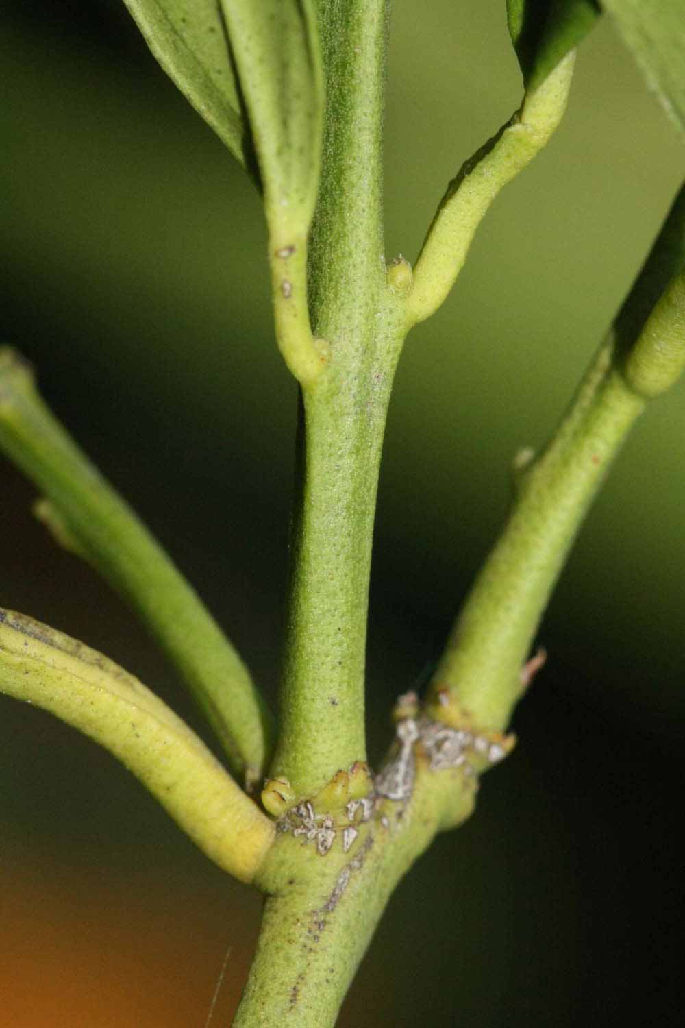               First year twig (Riverside, CA)       